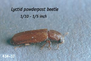 Lyctid (False Powderpost) beetle